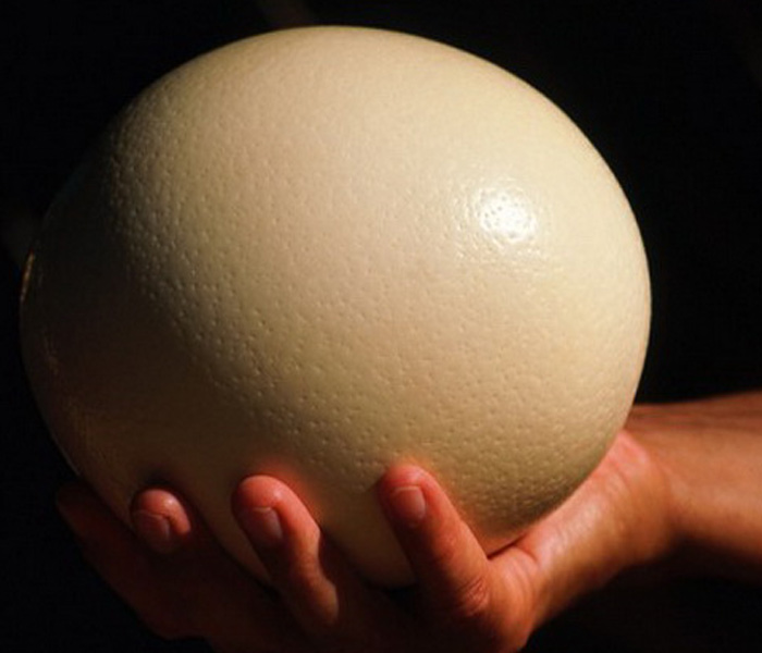 Trứng đà điểu có kích thước lớn tỉ lệ thuận với thành phần dinh dưỡng có trong trứng