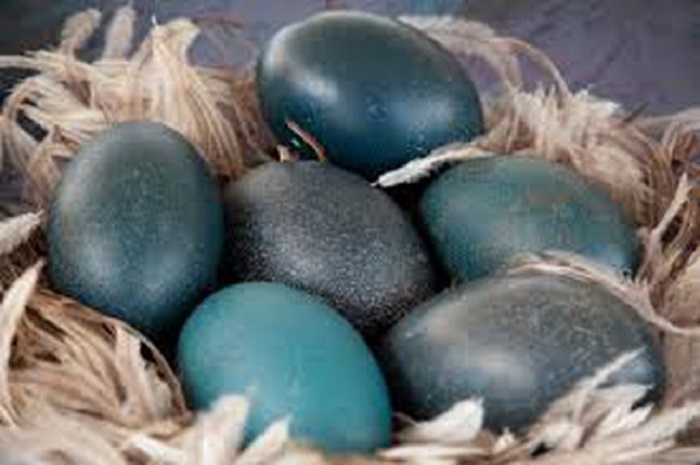 Trứng đà điểu Úc màu xanh bắt mắt